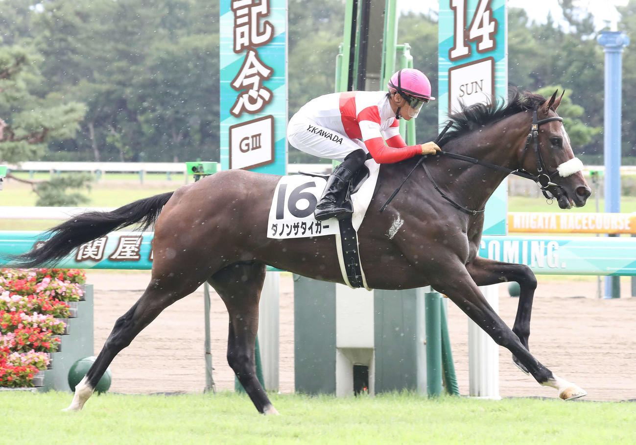 新潟2R・2歳未勝利を制したダノンザタイガーと川田将雅騎手（撮影・丹羽敏通）