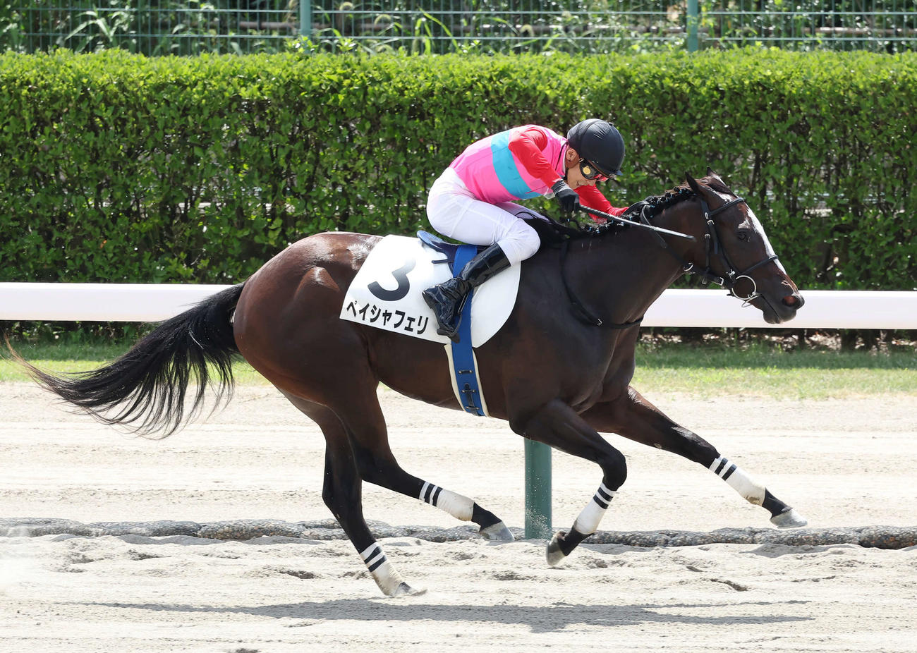 新潟1R、2歳未勝利を快勝したペイシャフェリと石橋脩騎手（撮影・丹羽敏通）