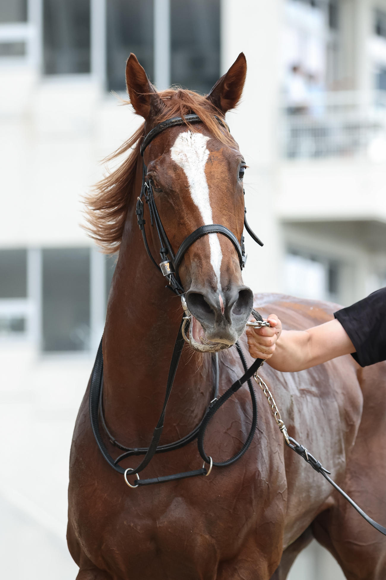 2歳未勝利を勝ち上がったキガン（撮影・村野早祐）