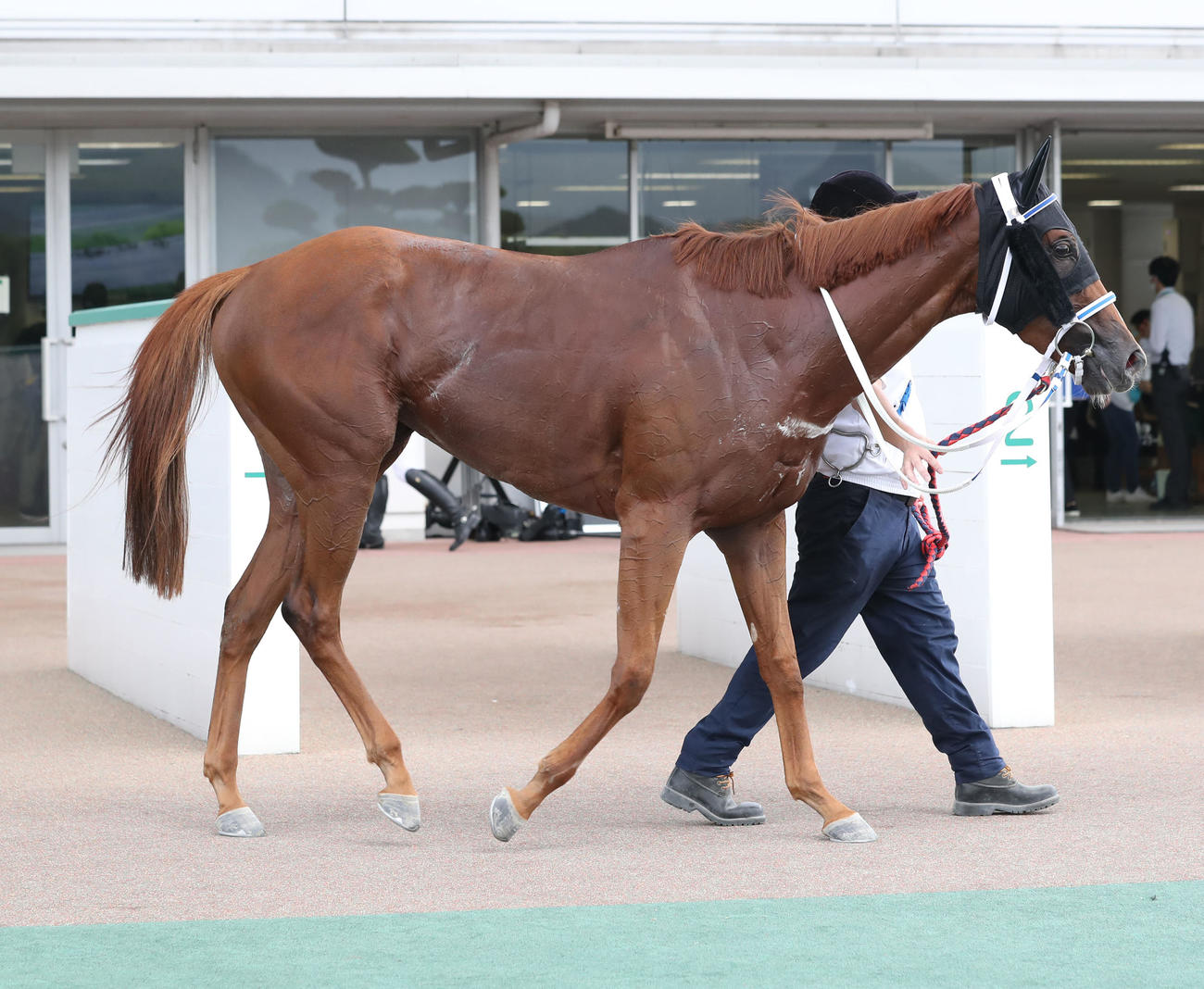 小倉6R・3歳未勝利で1着のミーナティエルナ（撮影・屋方直哉）