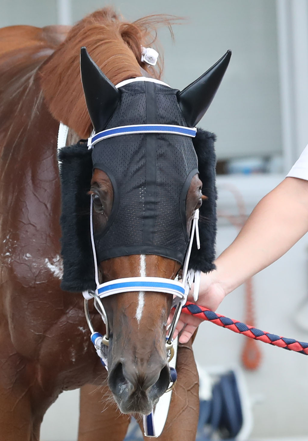 小倉6R・3歳未勝利で1着のミーナティエルナ（撮影・屋方直哉）