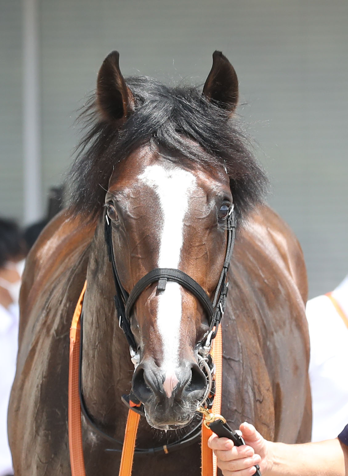 小倉5R新馬で1着のバルサムノート（撮影・屋方直哉）