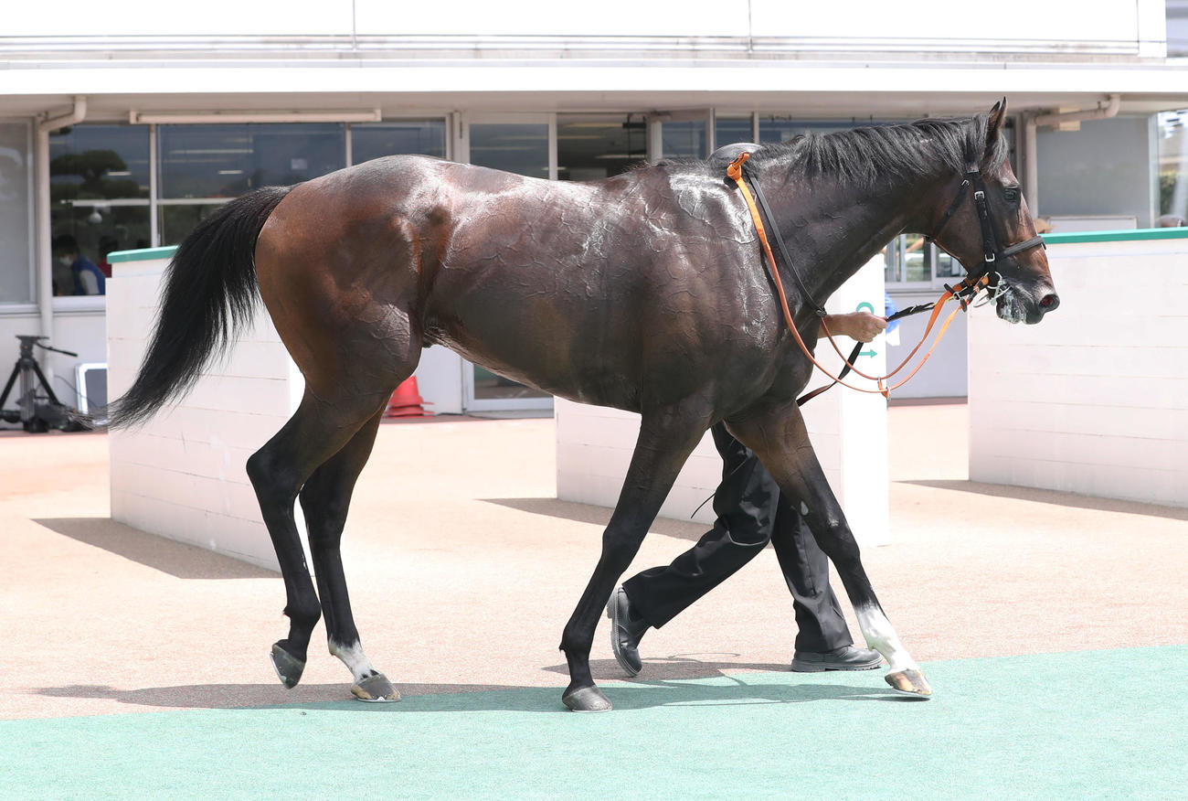 小倉5R新馬で1着のバルサムノート（撮影・屋方直哉）
