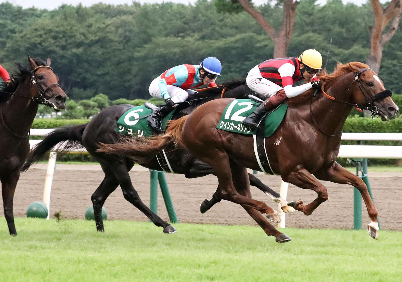 関屋記念2着に入ったシュリ（中央）。右は勝ったウインカーネリアン（撮影・丹羽敏通）