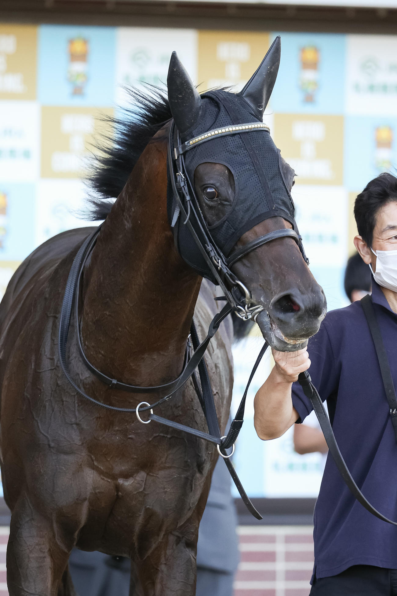 UHB賞を制したロードマックス（撮影・村野早祐）