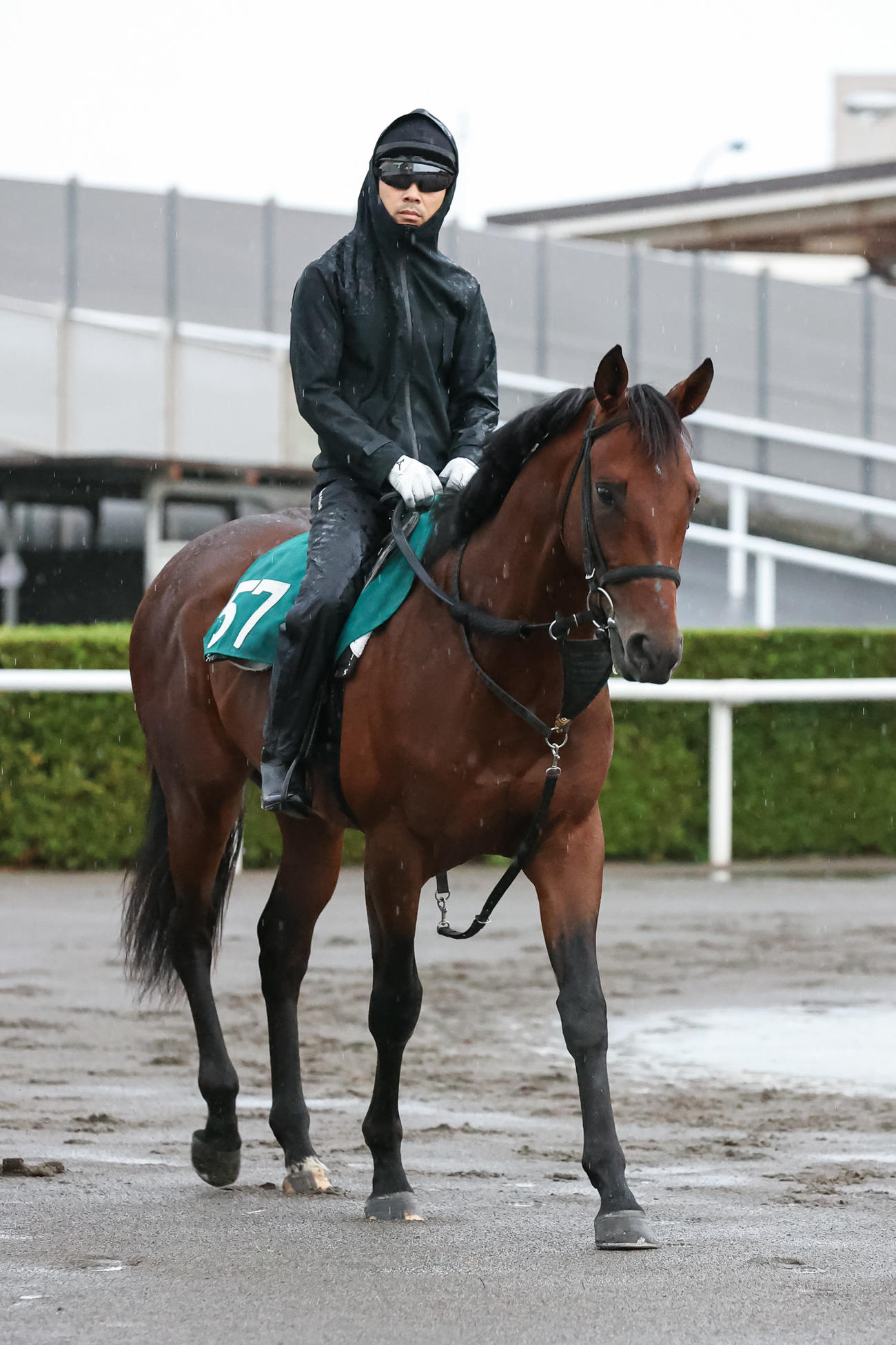 クローバー賞に向けて調整されるナイトキャッスル（撮影・村野早祐）