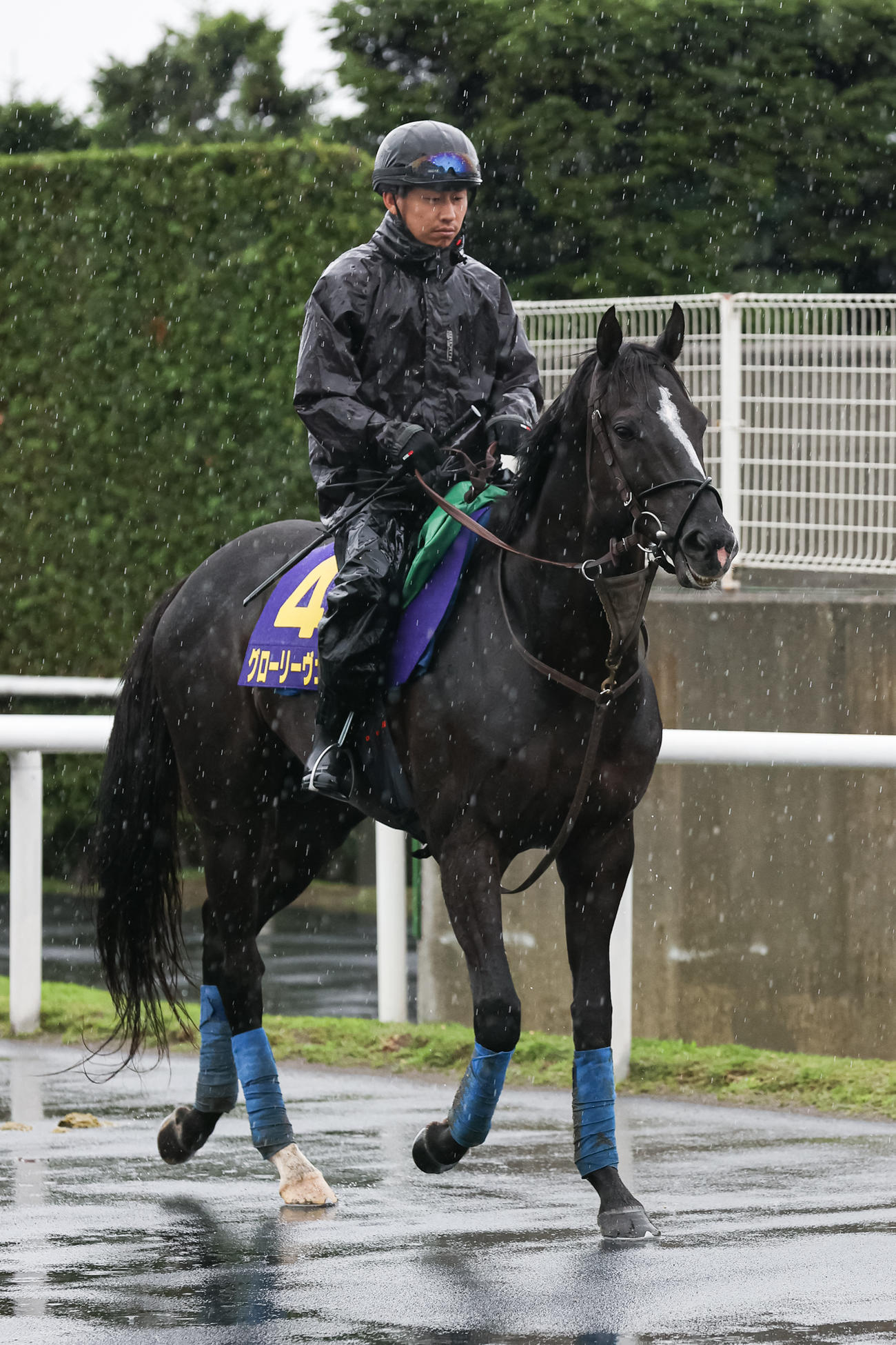 札幌記念に向けて調整されるグローリーヴェイズ（撮影・村野早祐）