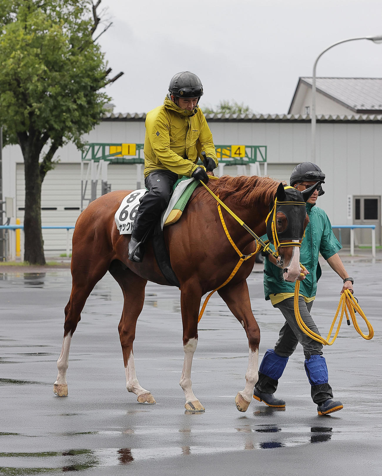 大雨の中、函館競馬場で調整を積むジャックドール