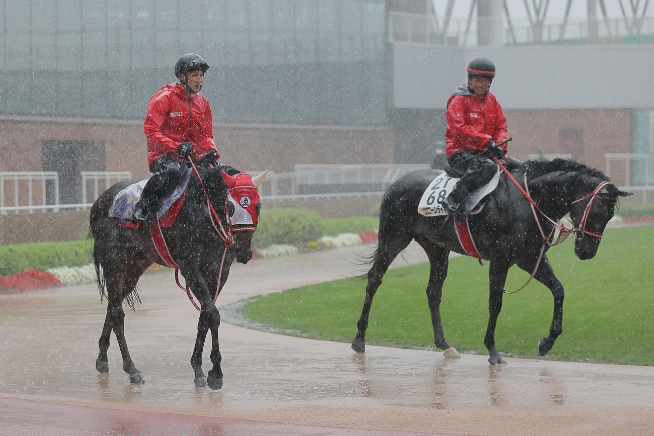 雨の中、函館競馬場で調整するパンサラッサ（左）と僚馬ユニコーンライオン