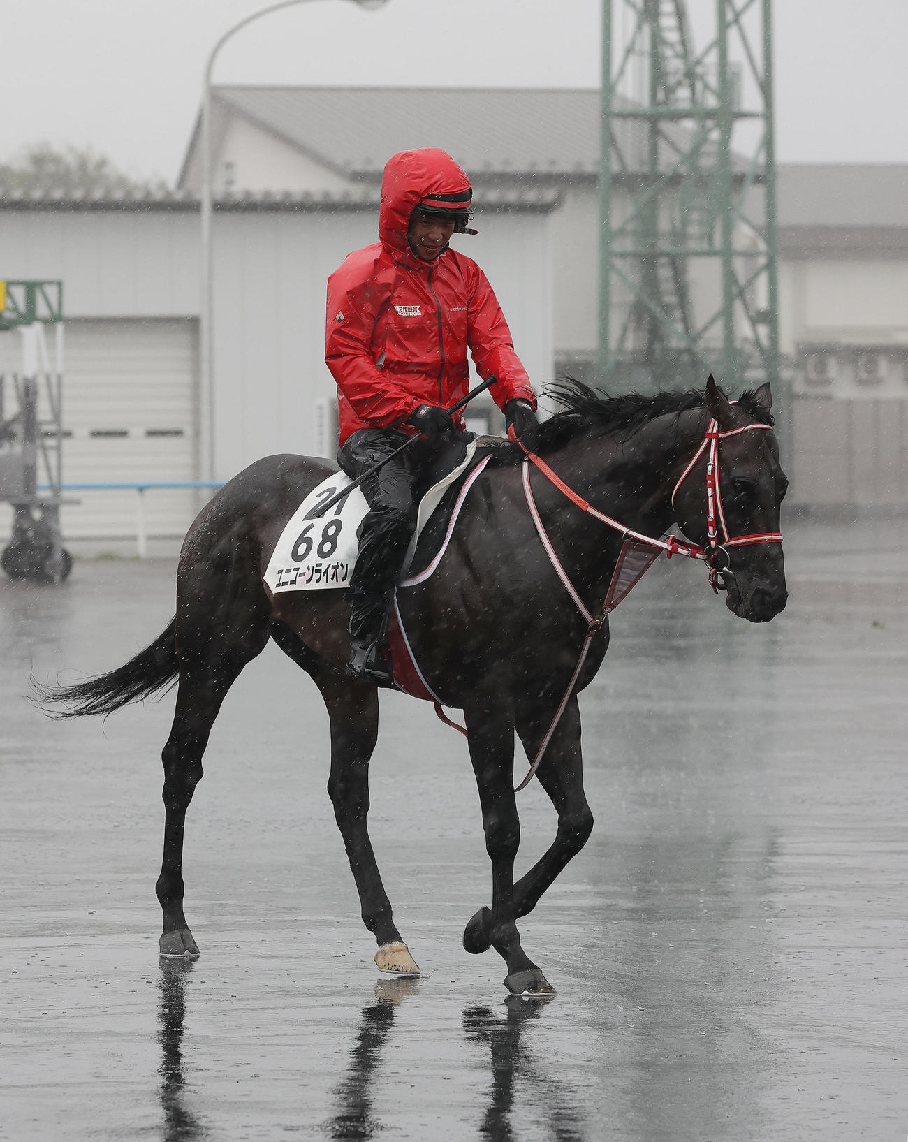 大雨の中、函館競馬場で調整を積むユニコーンライオン