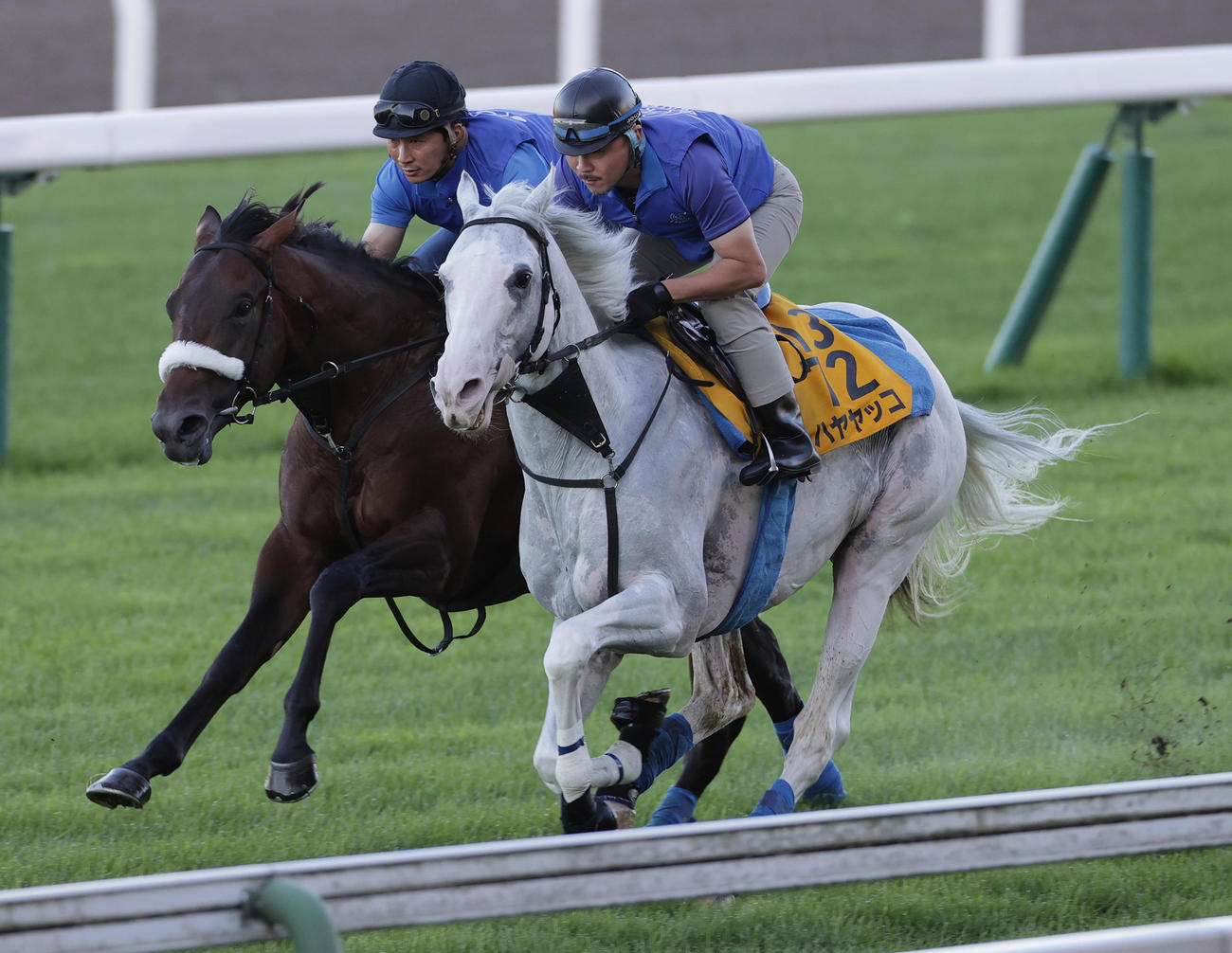 函館芝コースで併せ馬で追い切られるハヤヤッコ（右）