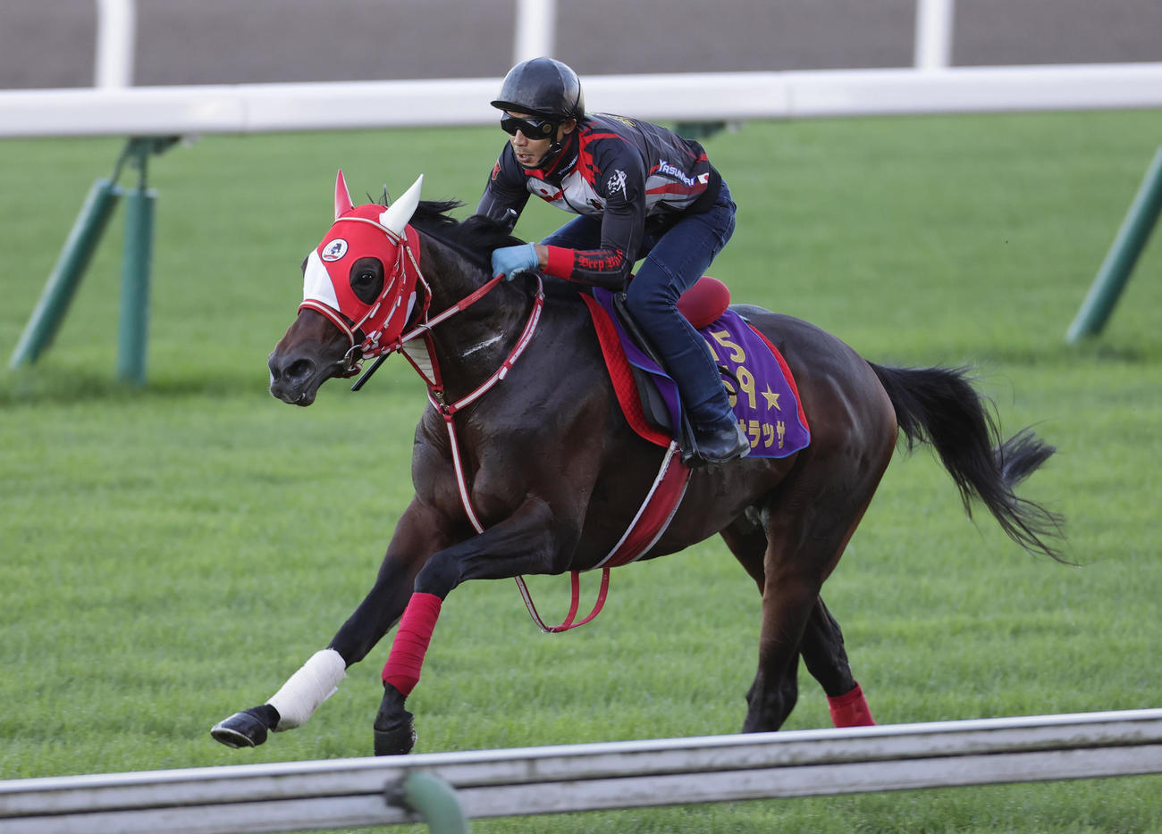 函館芝コースで追い切られるパンサラッサ