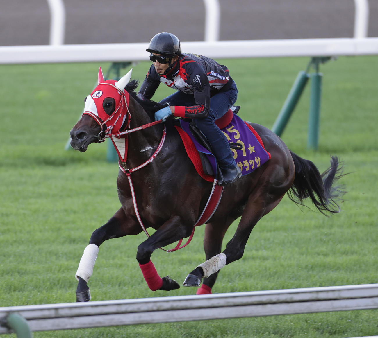 函館芝コースで追い切られるパンサラッサ