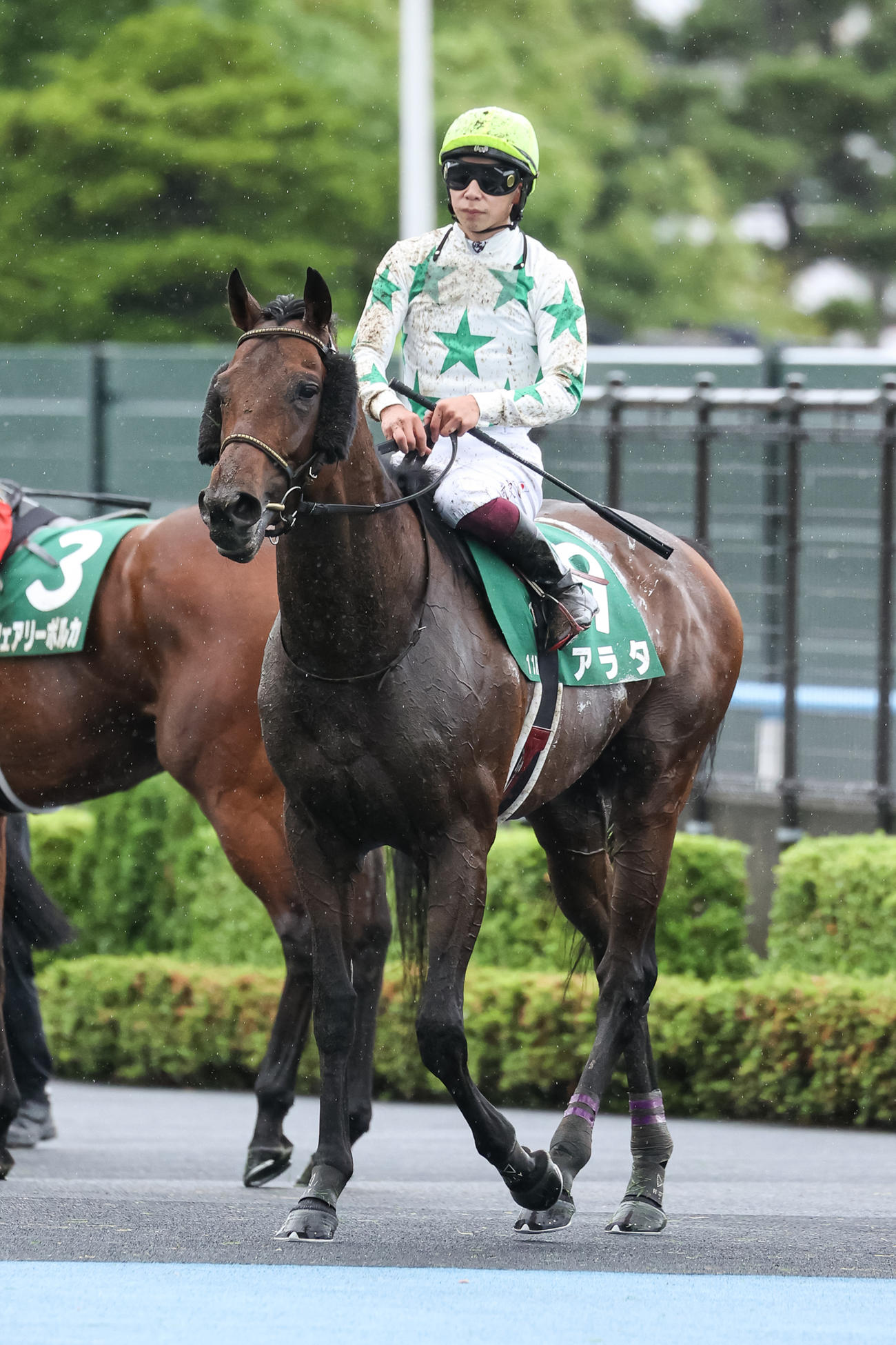 アラタ（2022年7月17日撮影）