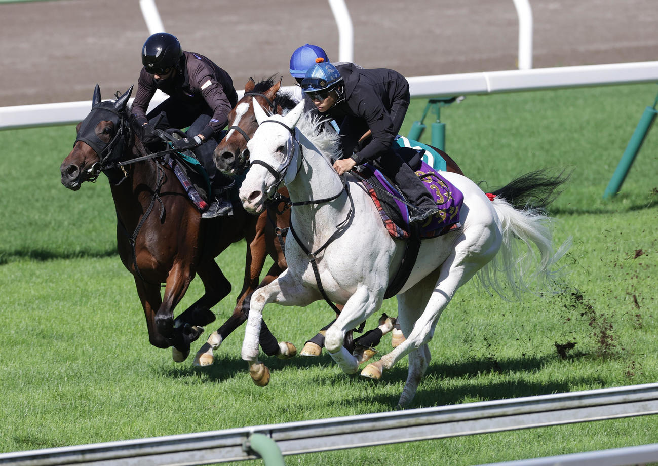 吉田隼人騎手を背に、函館芝コースで併せ馬で追い切られるソダシ（右端）