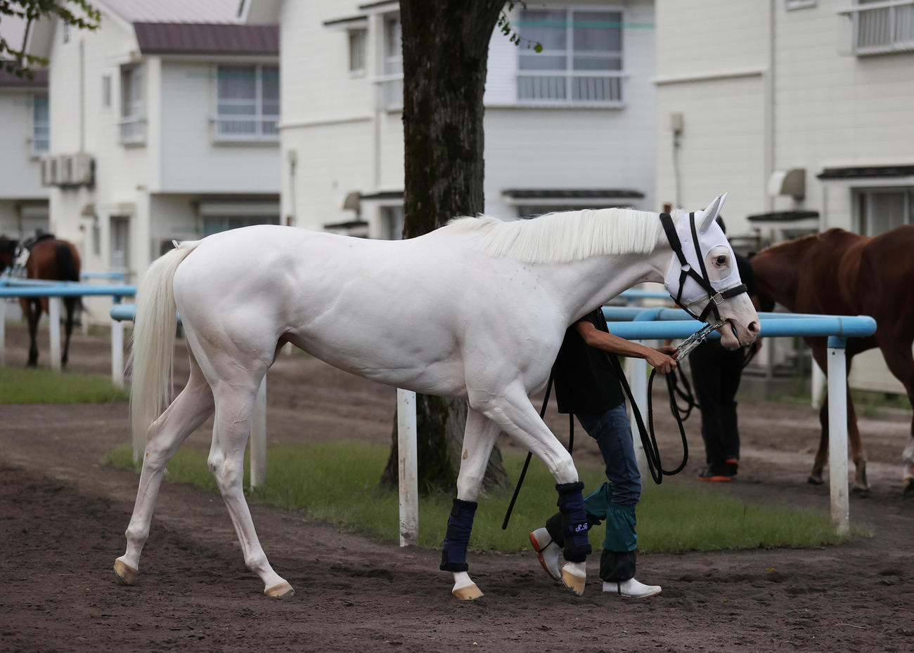 函館競馬場で調整を積むソダシ