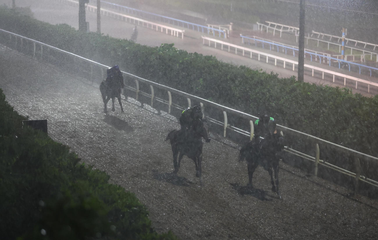 豪雨の坂路を駆け上がる競走馬（撮影・白石智彦）