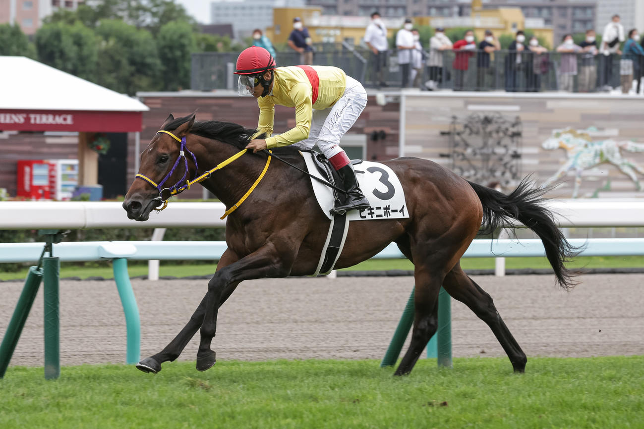 2歳未勝利を勝ち上がったビキニボーイ（撮影・村野早祐）