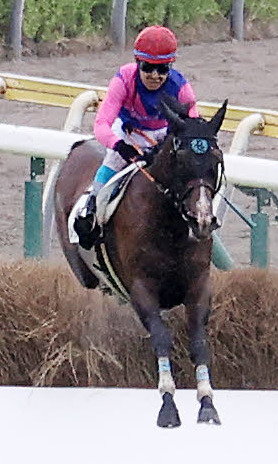 新潟4R障害オープンを制したメイショウアルトと黒岩悠騎手（撮影・鈴木正人）