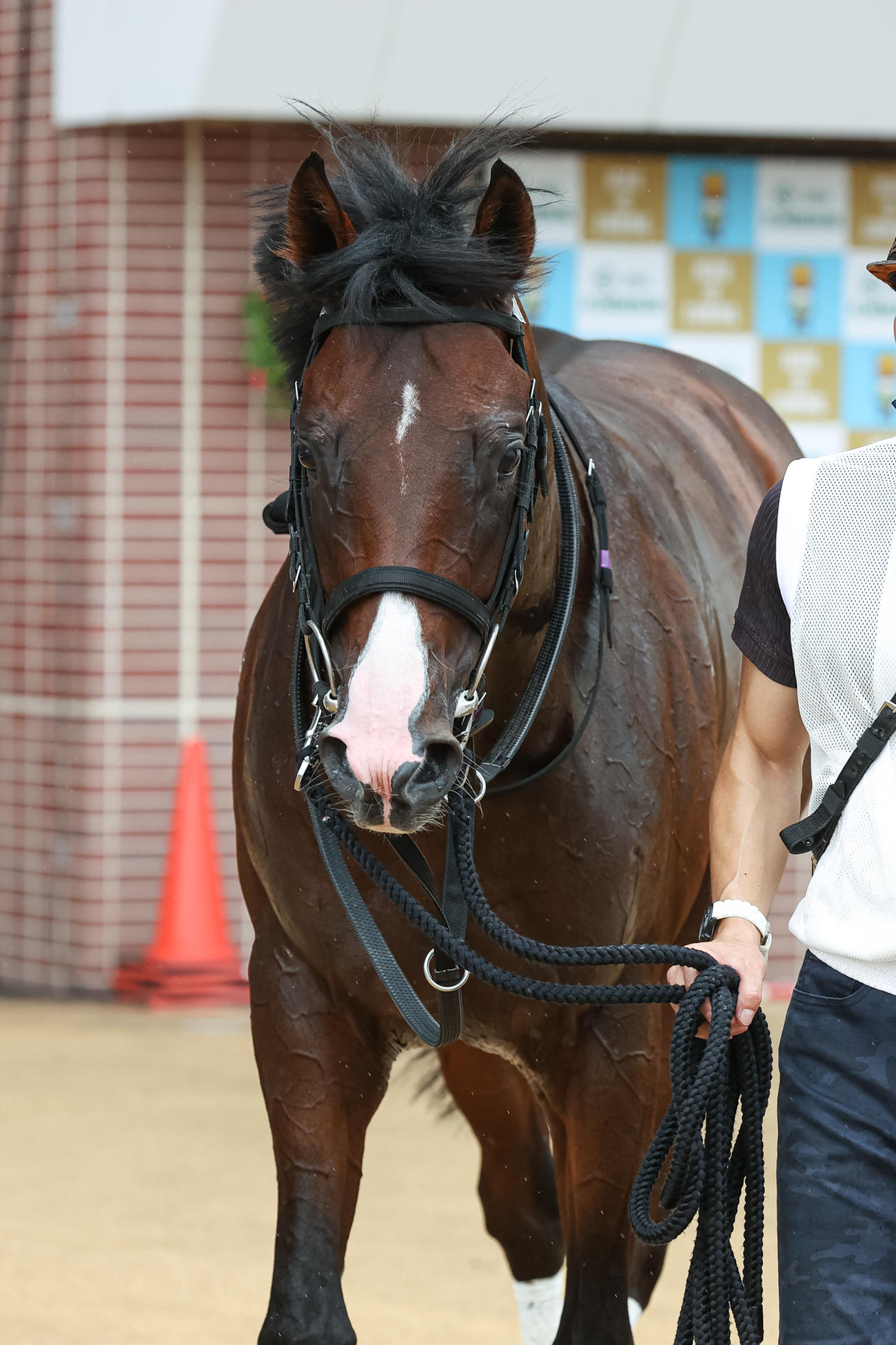 デビュー戦を快勝したドルチェモア（撮影・村野早祐）