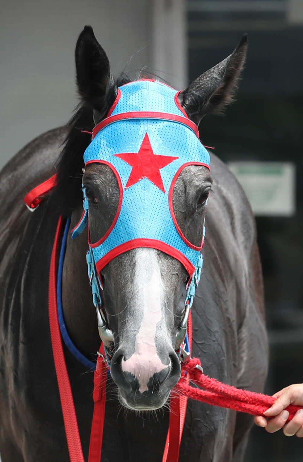 小倉5R 2歳新馬　1着のシルフィードレーヴ（撮影・屋方直哉）