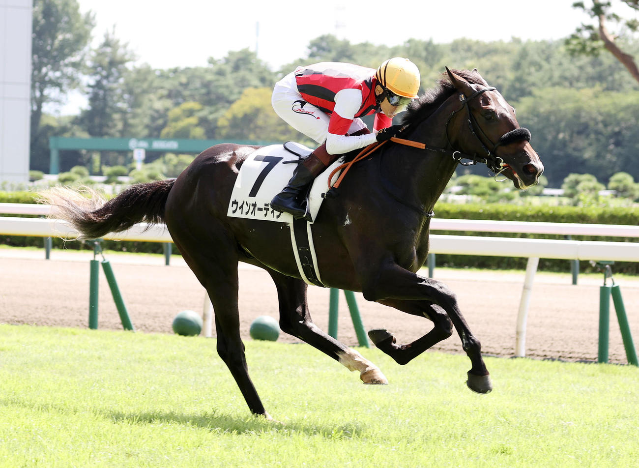 2歳未勝利を制したウインオーディンと三浦皇成騎手（撮影・鈴木正人）
