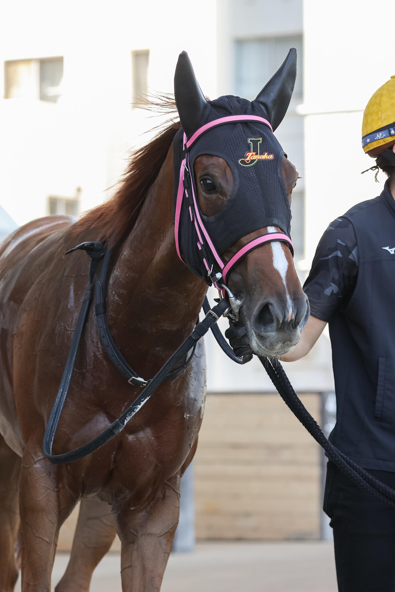 クローバー賞を制した道営馬のジョリダム（撮影・村野早祐）
