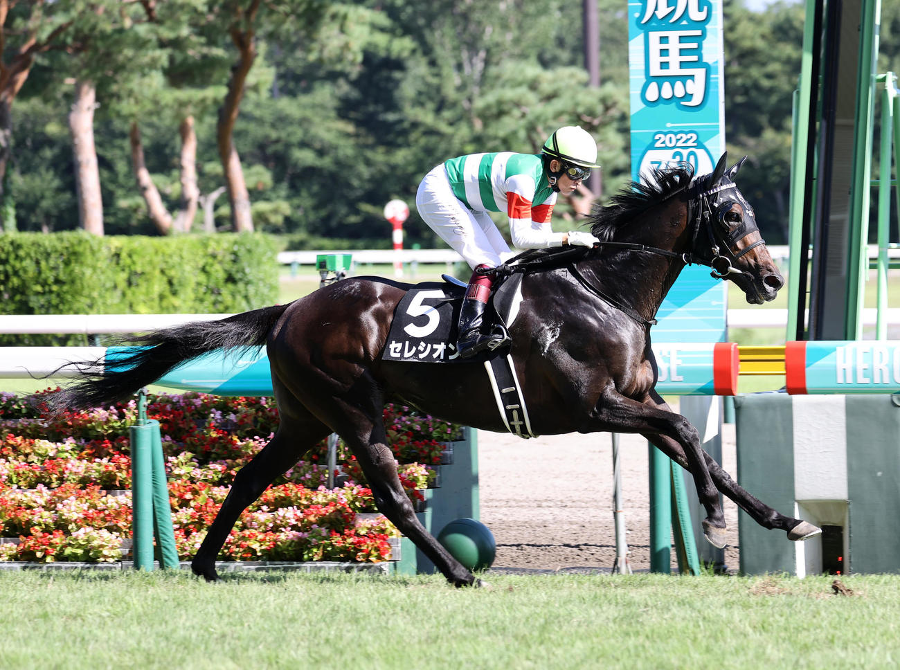 阿賀野川特別を制したセレシオンと福永祐一騎手（撮影・鈴木正人）