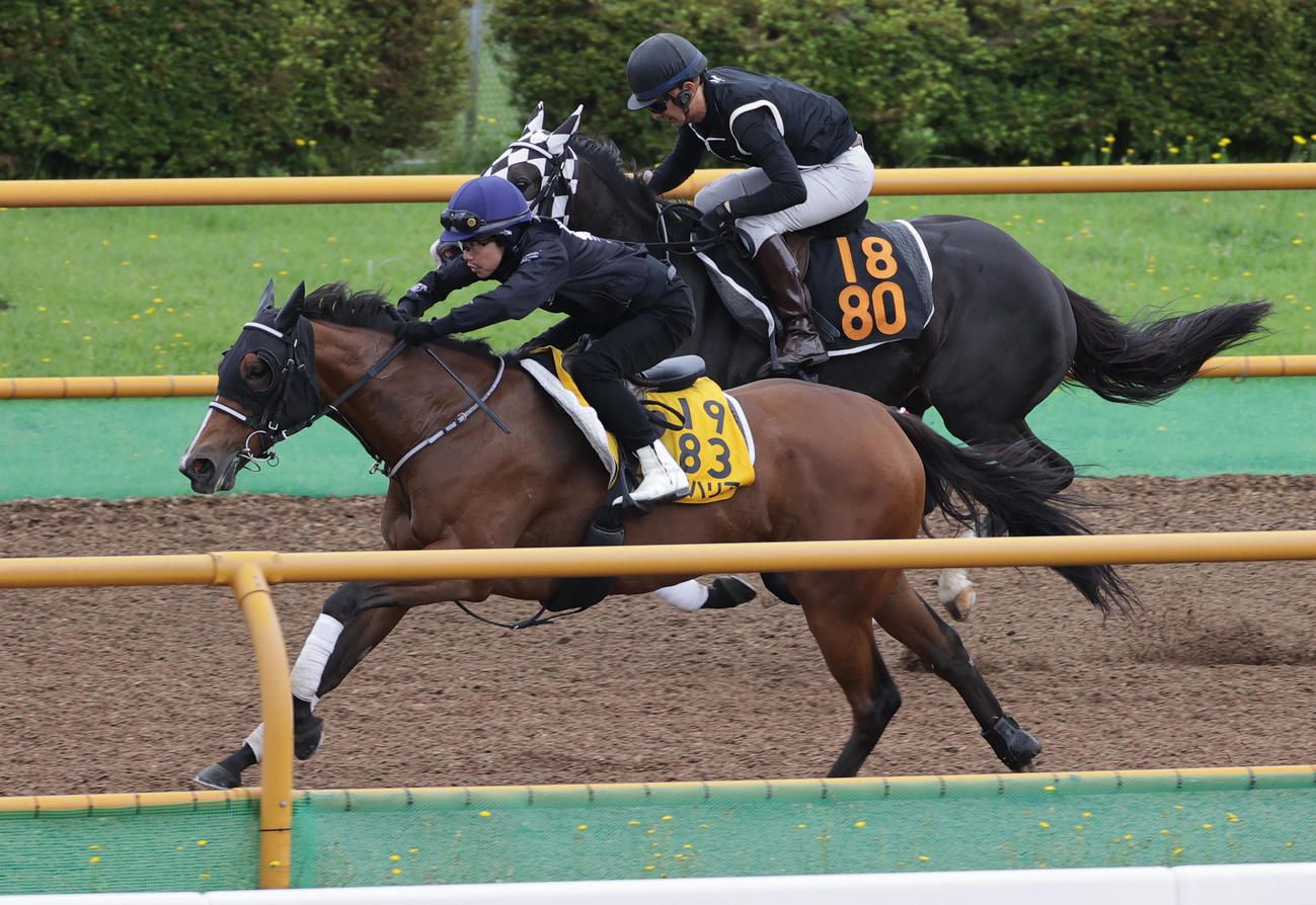 キーンランドC1週前、函館ウッドを併せ馬で追い切られるレイハリア（左）（2022年8月18日撮影）