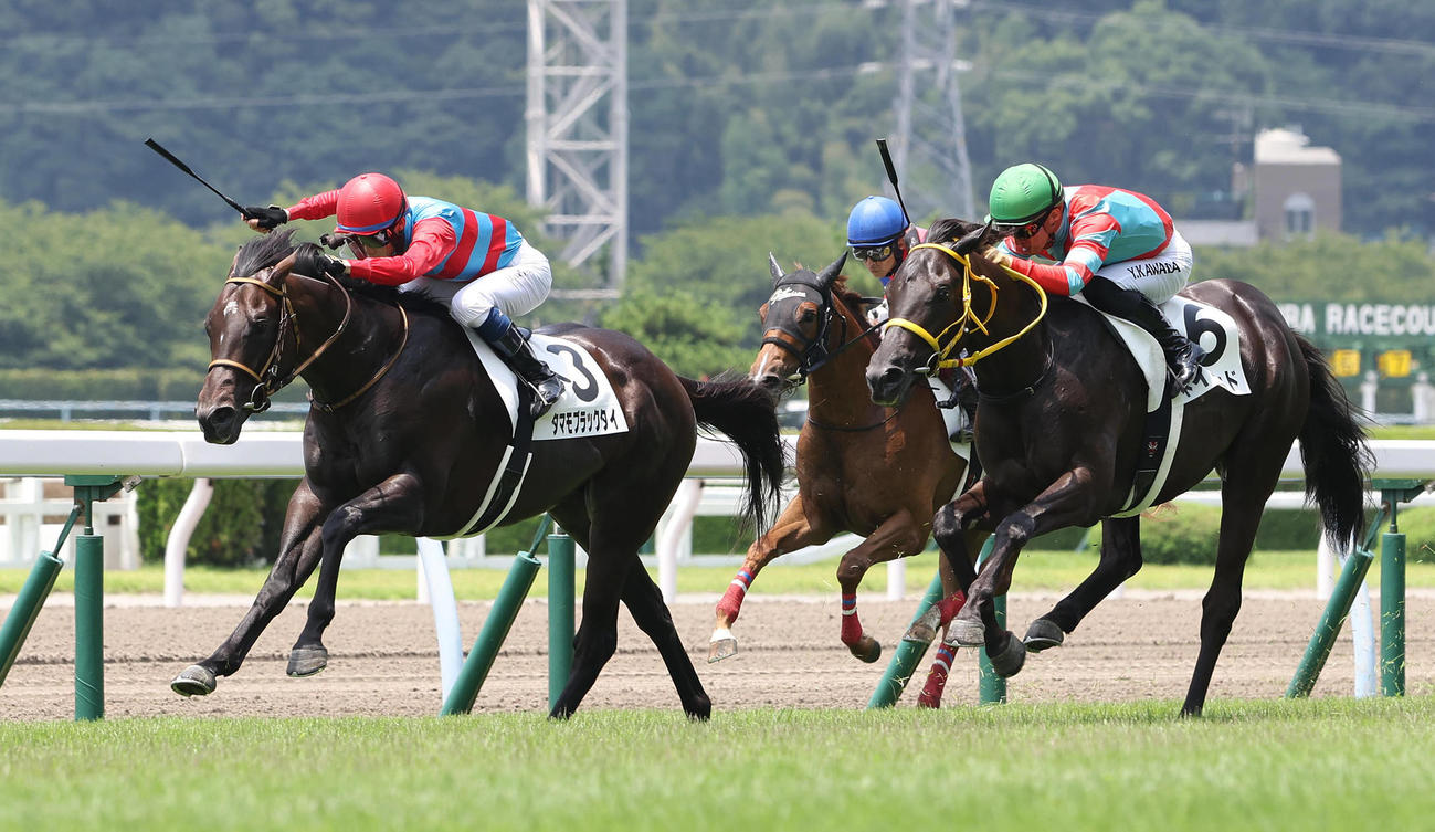 7月9日、小倉で新馬戦を制したタマモブラックタイ（撮影・白石智彦）
