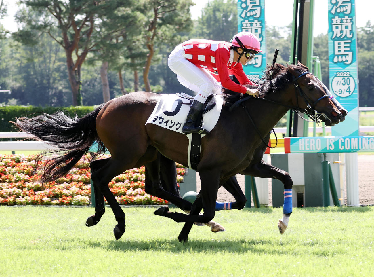2歳未勝利を制したキタウイング（2022年8月21日撮影）