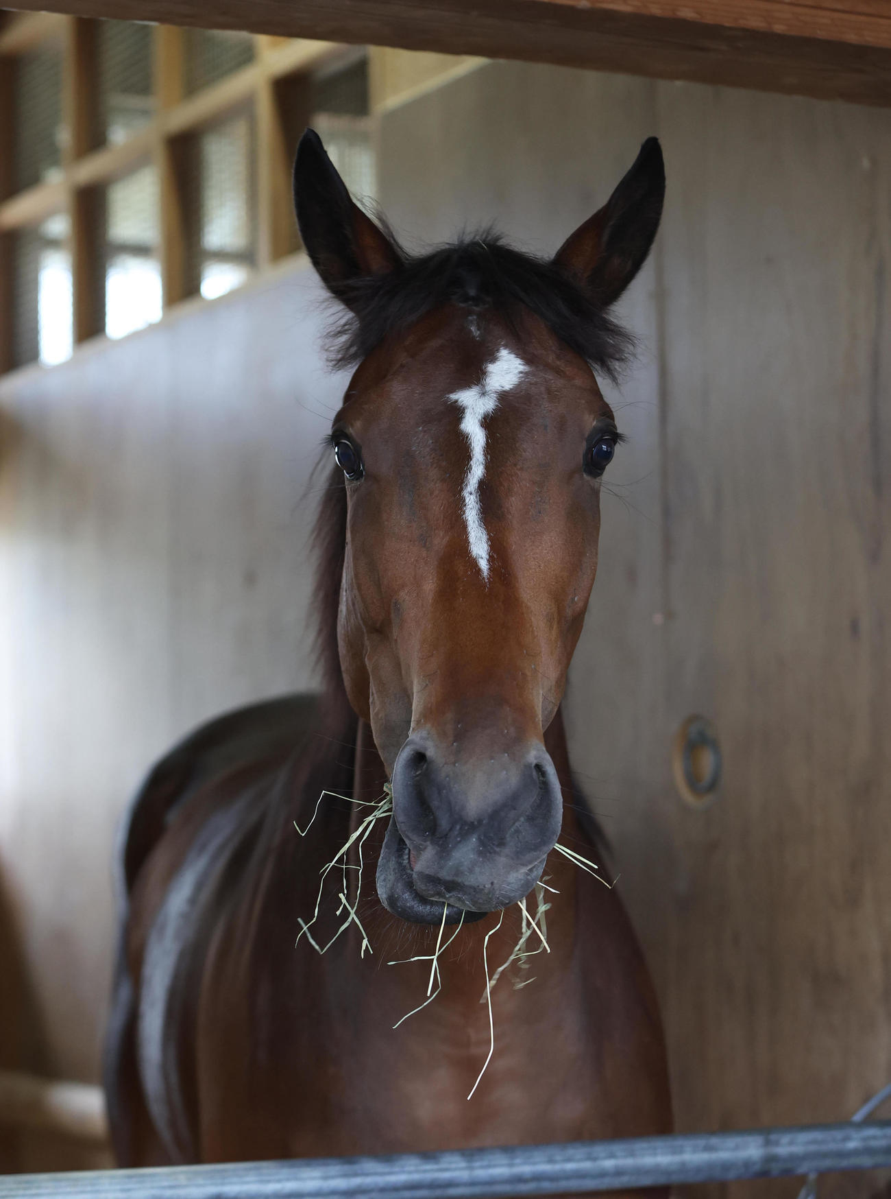 馬房で干し草を食べるメイケイエール（2022年8月10日撮影）