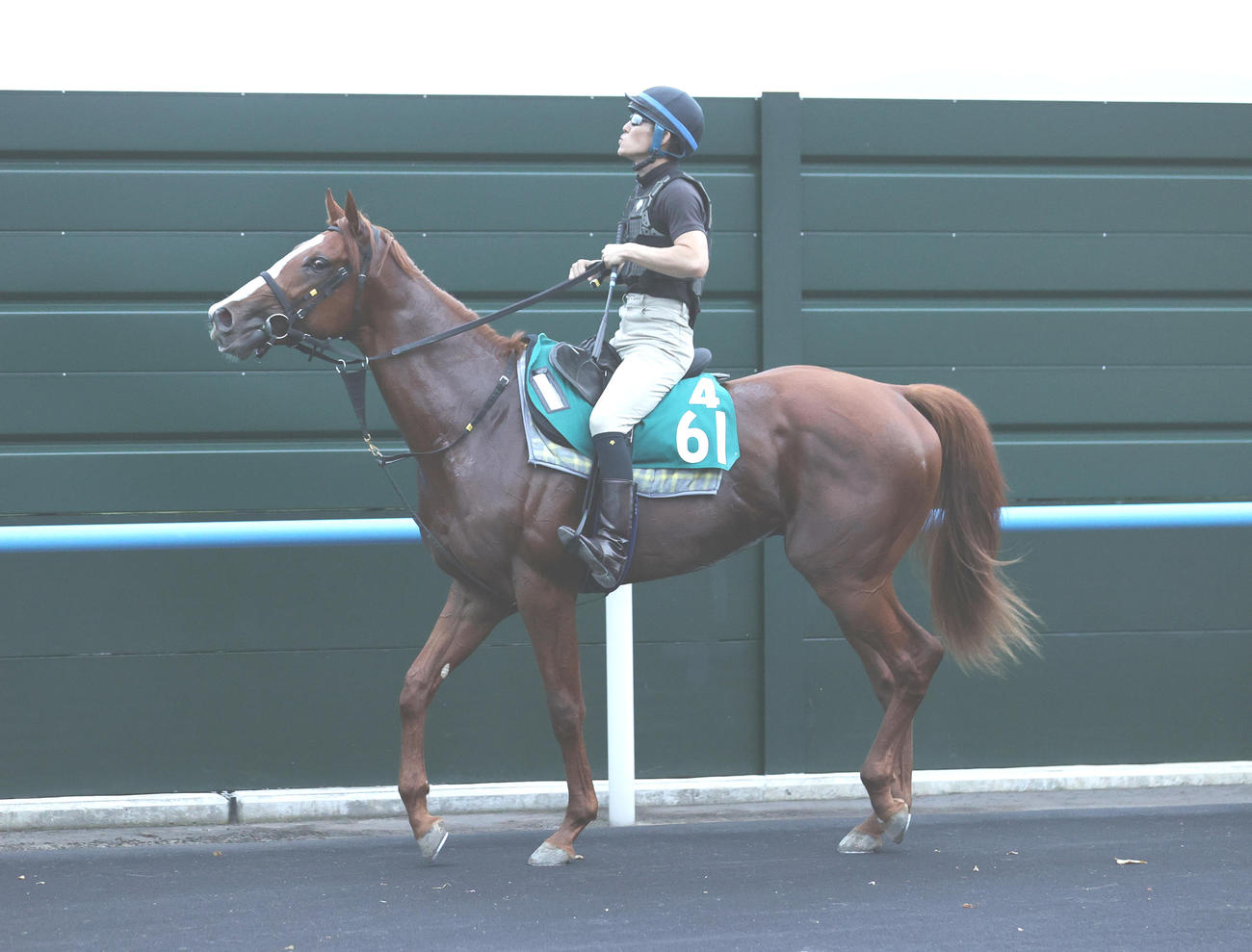 今週デビュー予定のユティタムは、函館競馬場で調整を積む