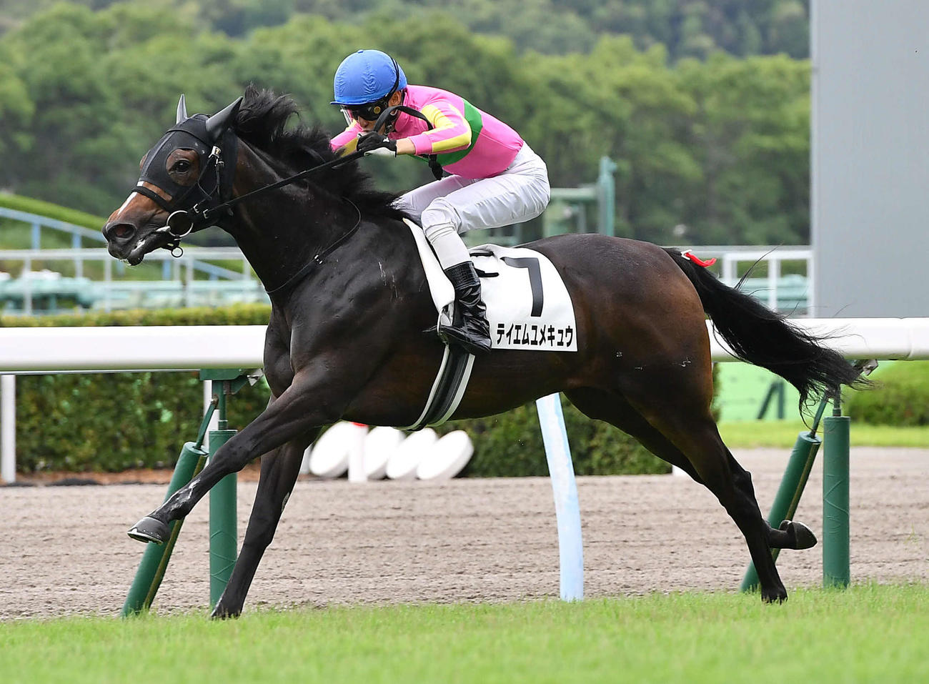 7月16日、未勝利戦を制したテイエムユメキュウ