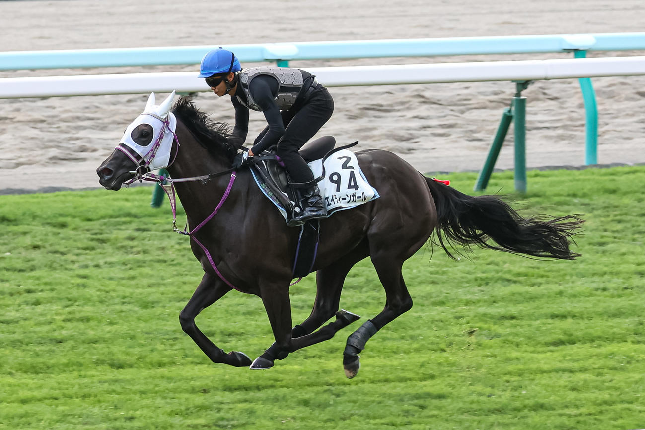 札幌芝で追い切られるエイティーンガール（撮影・村野早祐）