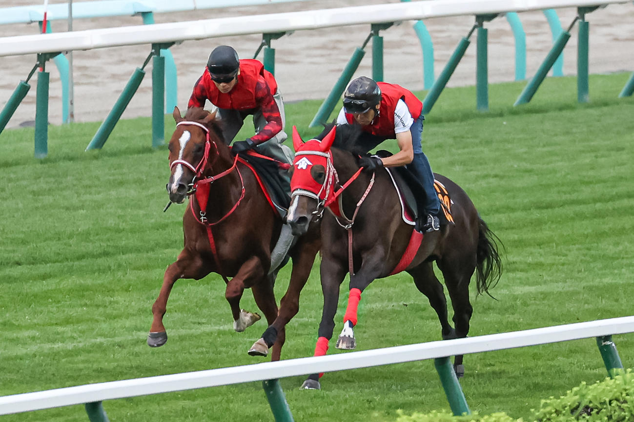 札幌芝で併せ馬で追い切られるウインマーベル（左）（撮影・村野早祐）
