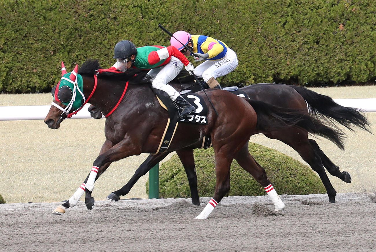 ラプタス（2021年3月撮影）