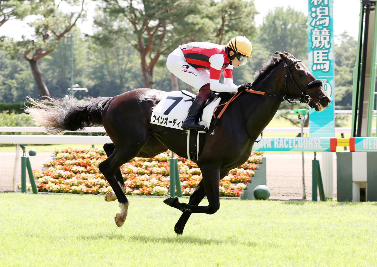 22年8月21日、2歳未勝利を制したウインオーディン