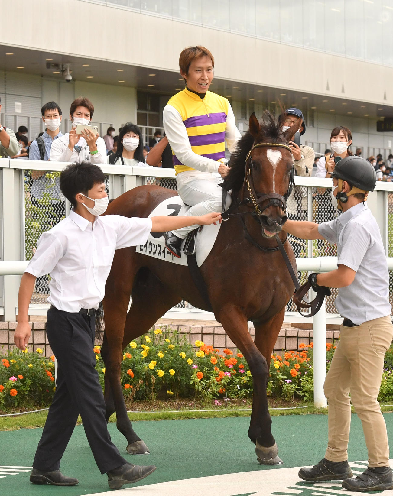 新潟3R　2歳未勝利戦を制したセイウンスイートと田辺裕信騎手（撮影・柴田隆二）