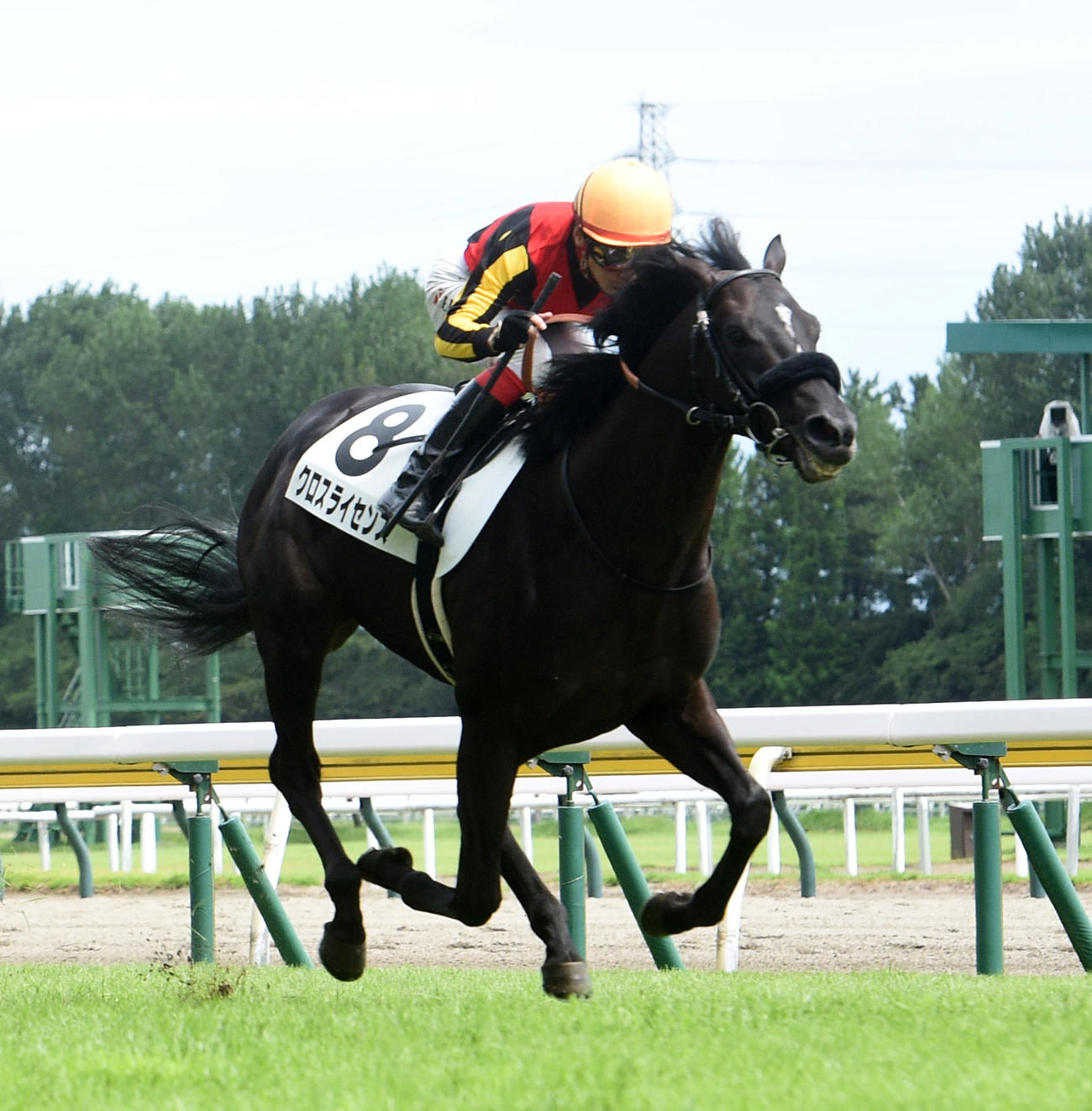 5R、新馬戦を制したクロスライセンスと池添騎手（撮影・柴田隆二）