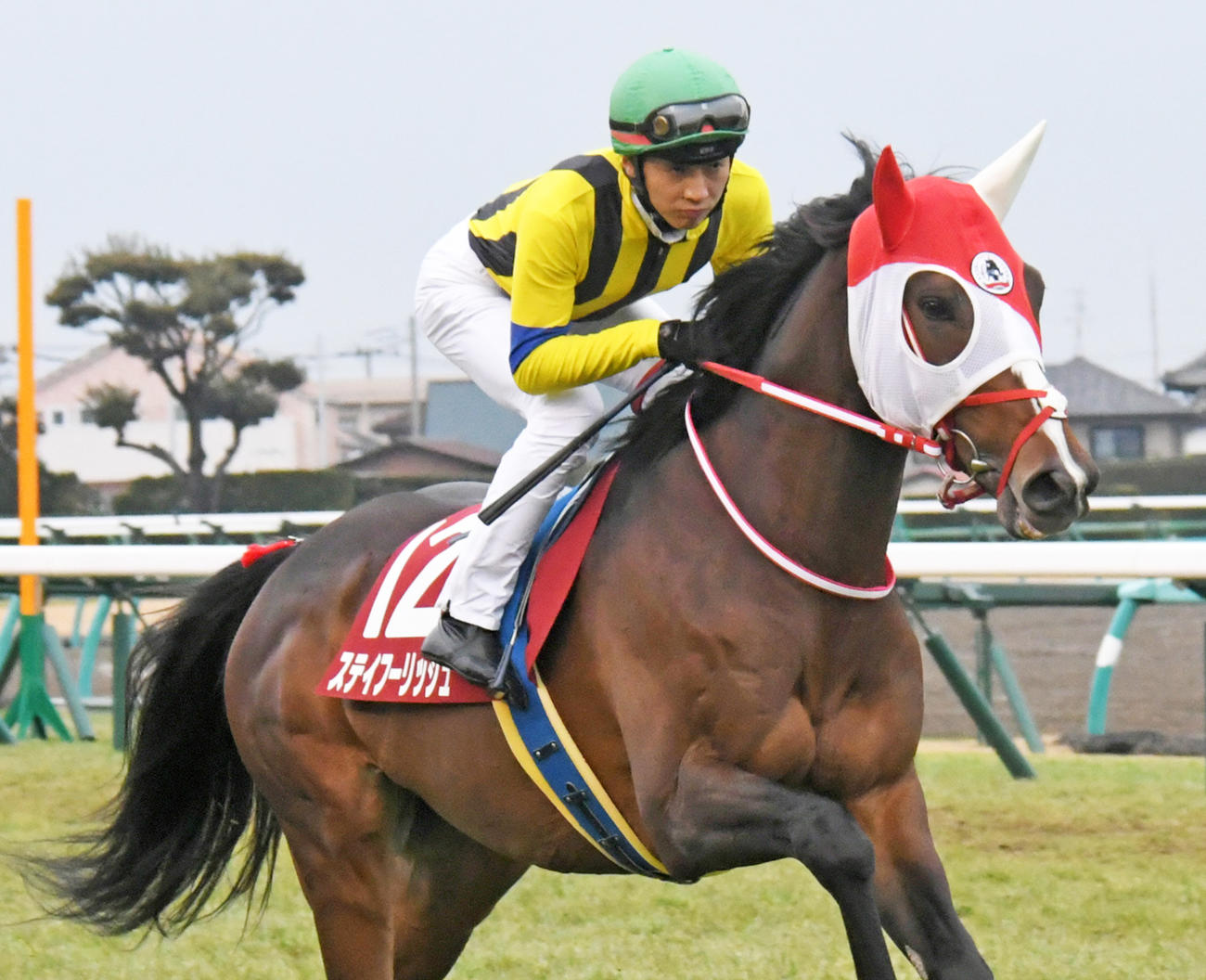 ステイフーリッシュ（2021年撮影）