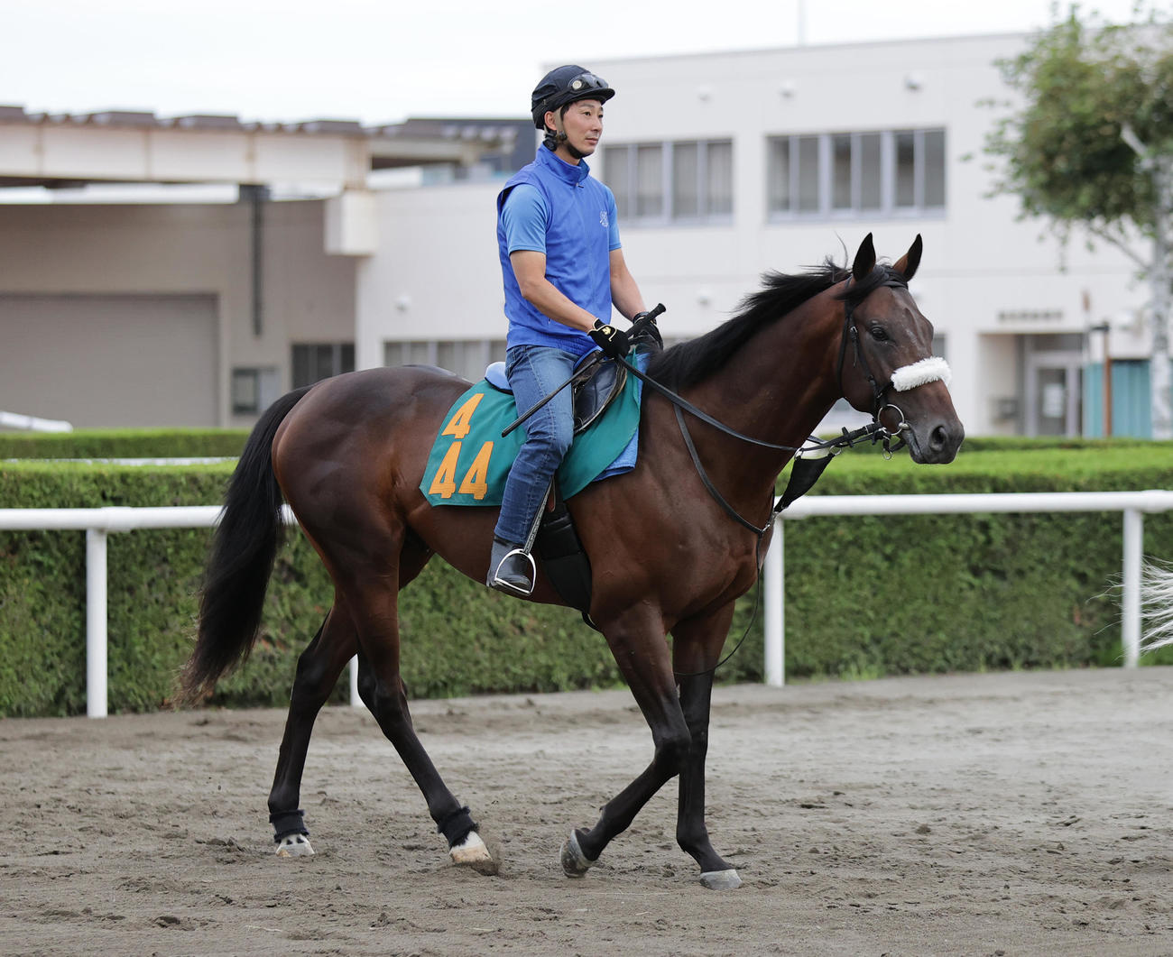 札幌2歳ステークスに向け、札幌競馬場で調整するシャンドゥレール