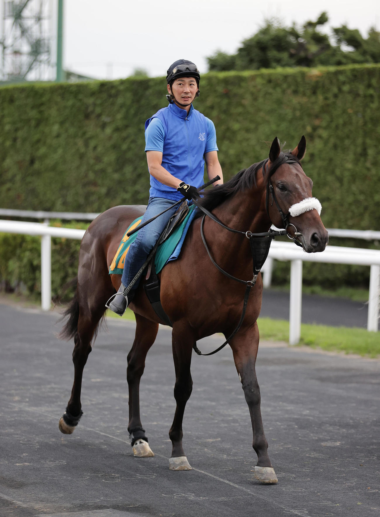 札幌2歳ステークスに向け、札幌競馬場で調整するシャンドゥレール