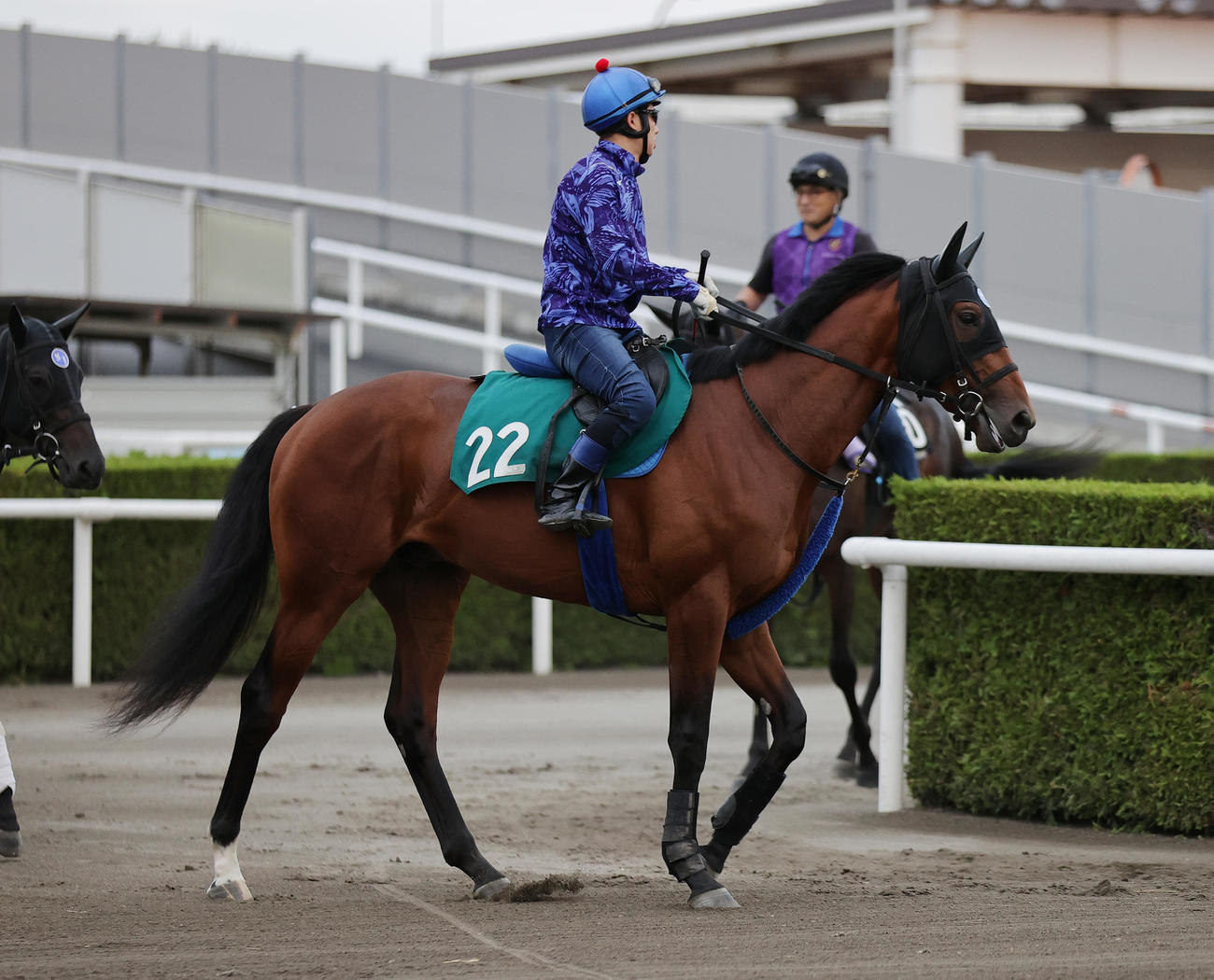 札幌2歳ステークスに向け、札幌競馬場で調整するダイヤモンドハンズ