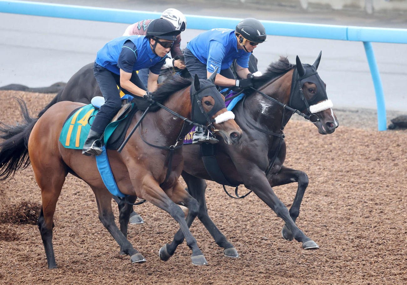 サークルオブライフ（中央）は美浦ウッドを3頭併せで追い切られた（撮影・丹羽敏通）