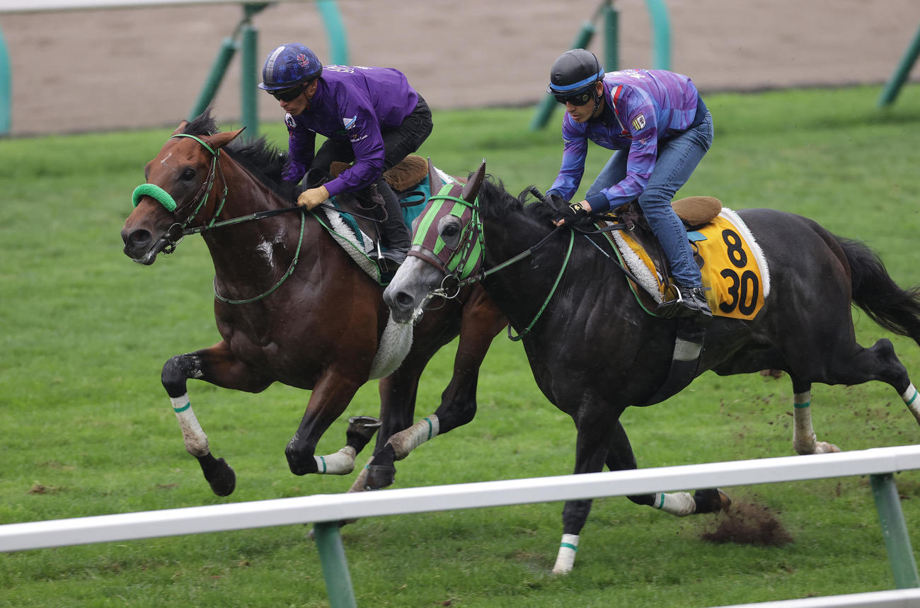 川田将雅騎手を背に、札幌芝コースで併せ馬で追い切られるブラストウェーブ（左）
