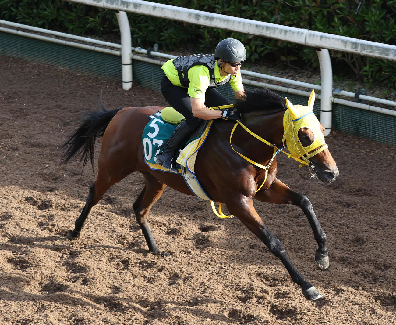 坂路を単走で追い切るロンドンプラン（撮影・白石智彦）