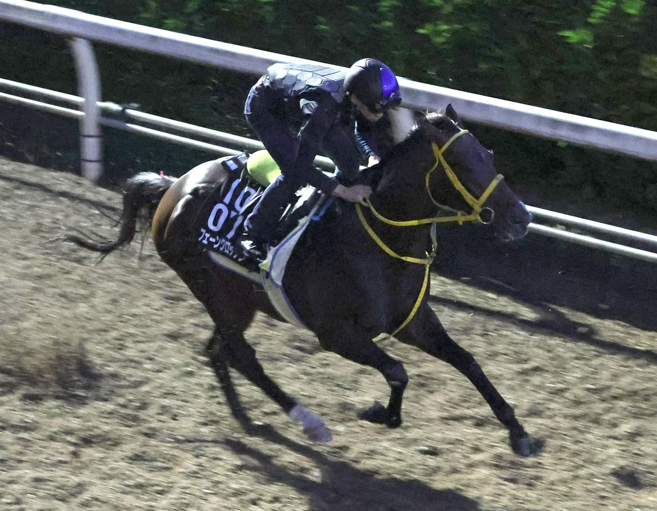 坂路を単走で追い切るフェーングロッテン（撮影・白石智彦）