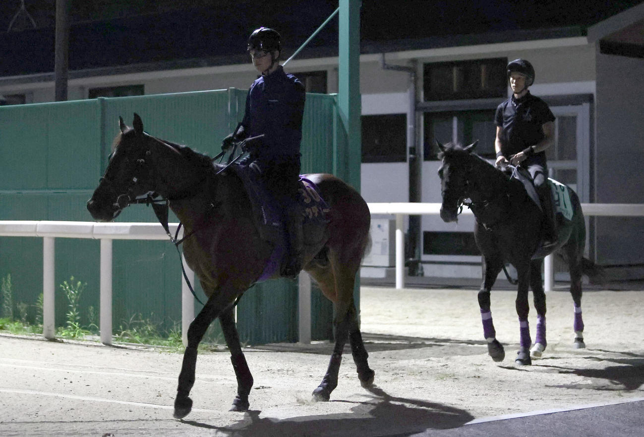 未明の検疫厩舎から調教に出るドウデュース（左）とマイラプソディ（撮影・白石智彦）