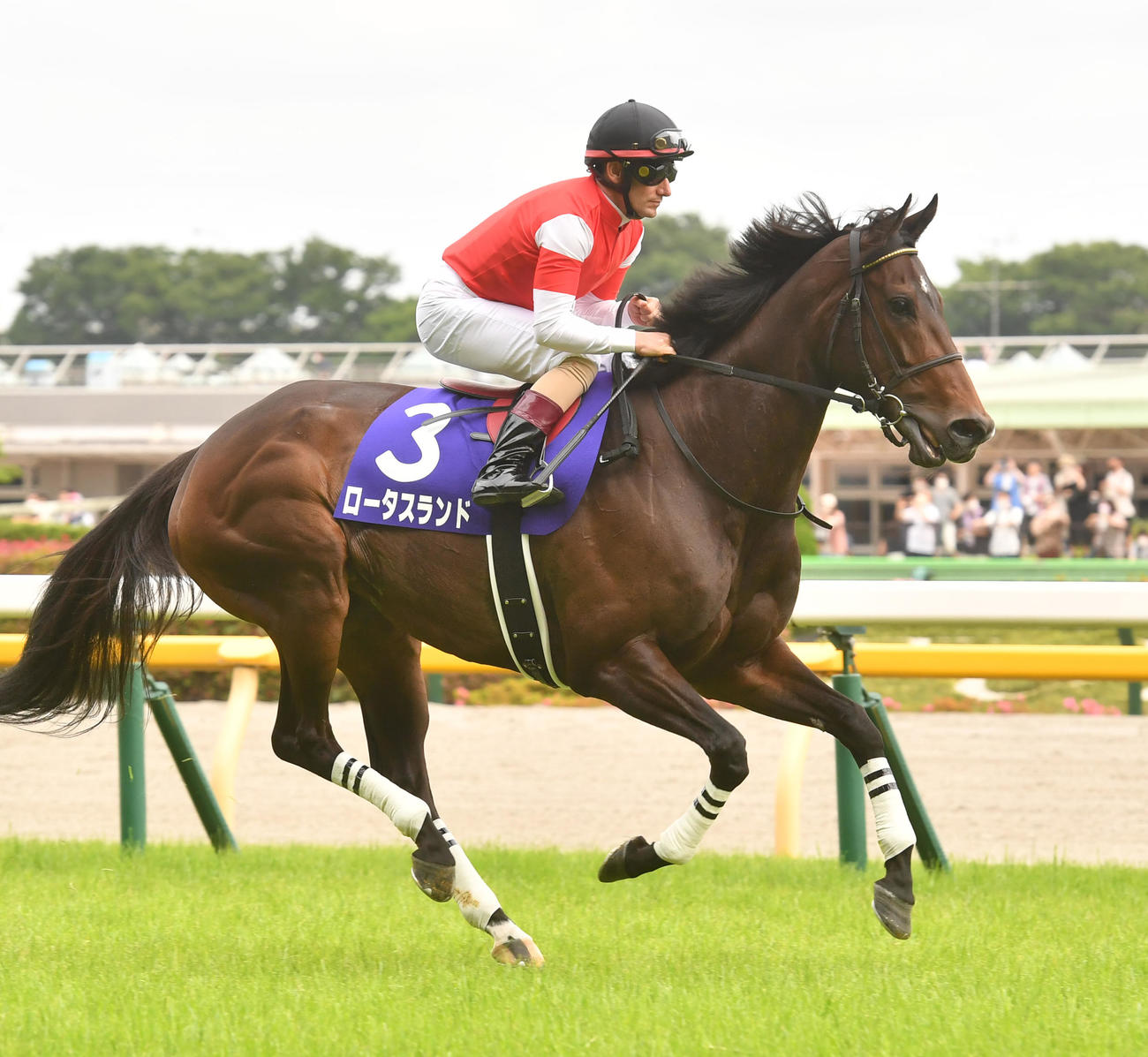 ロータスランド（2022年6月5日撮影）